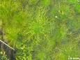 Europäische Wasserfeder (Hottonia palustris), in Sachsen gefährdet
