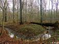 Burgauengraben im NSG Burgaue
