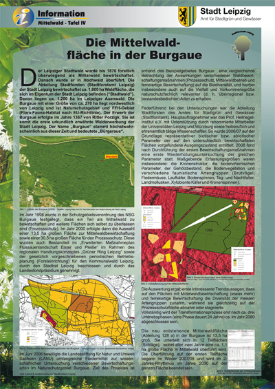 Die Mittelwaldflaeche in der Burgaue Die Mittelwaldflaeche in der Burgaue