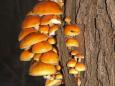 Gewöhnlicher Samtfußrübling (Flammulina velutipes)