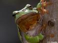 Laubfrosch (Hyla arborea)