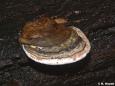 Flacher Lackporling (Ganoderma lipsiense)