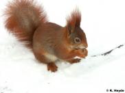 Eichhörnchen (Sciurus vulgaris)