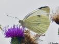 Schmetterling (Lepidoptera)
