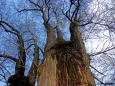 Winter-Linde (Tilia cordata)