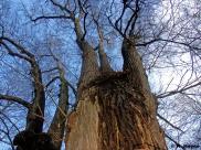 Starke Winterlinde (Tilia cordata)