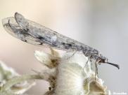 Ameisenjungfer (Myrmeleontidae)