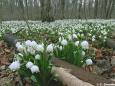 Märzenbecher (Leucojum vernum)