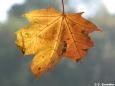 Bergahorn (Acer pseudoplatanus) im Herbst