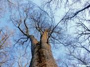 Bergahorn (Acer pseudoplatanus)