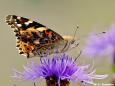 Distelfalter (Vanessa cardui)