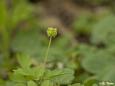 Moschuskraut (Adoxa moschatellina)