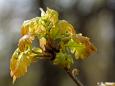 Stieleiche (Quercus robur) im Frühjahr