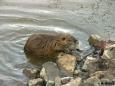 Biberratte, Nutria (Myocastor coypus)