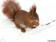 Eichhörnchen (Sciurus vulgaris)