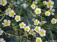 Haarblättriger Wasserhahnenfuss (Ranuculus trichophyllus)