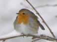 Rotkehlchen (Erithacus rbecula) im Winter