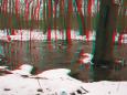 Überflutung des Auwaldes in der "Burgaue"