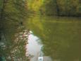 Pleiße im Herbsthochwasser