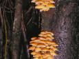 Gemeiner Samtfussrübling (Flammulina velutipes)