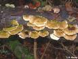 Striegelige Tramete (Trametes hirsuta)