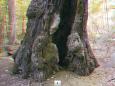 Der älteste und stärkste Baum in Leipzig - Die Starkeiche im Waldgebiet "Rosental"
