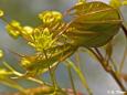 Spitzahorn (Acer platanoides) im Frühjahr