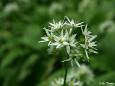 Blütenstand des Bärlauch (Allium ursinum)