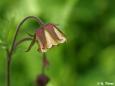 Bach-Nelkenwurz (Geum rivale) eine in Sachsen gefährdete Art