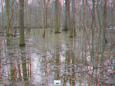Überflutung des Auwaldes in der "Burgaue"