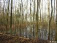 Überflutungsfläche im südlichen Auwald