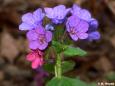 Dunkles Lungenkraut (Pulmonaria obscura)