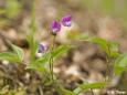 Frühlingsplatterbse (Lathyrus vernus) im feuchten Eichen-Hainbuchenwald