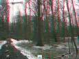 Überflutung des Auwaldes in der "Burgaue"