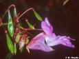 Indisches Springkraut (Impatiens glandulifera)