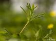 Kleb-Labkraut (Galium aparine)