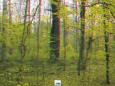 Typisches Waldbild des Auwaldes